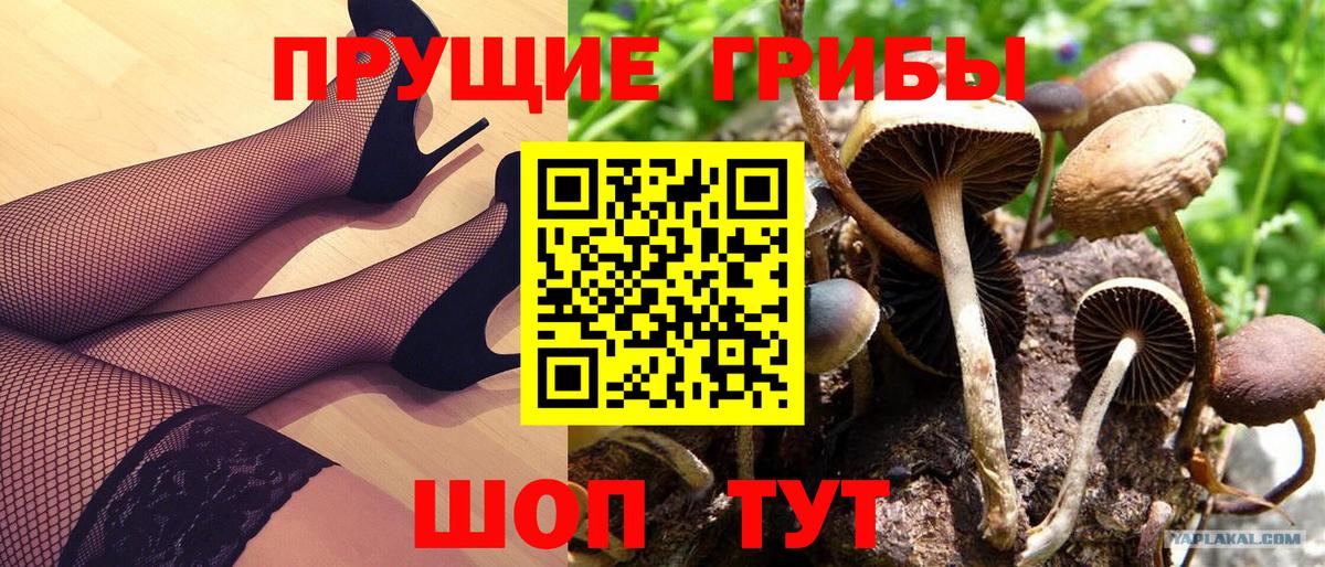 продажа наркотиков  Псилоцибиновые грибы Cubensis  Вход с VPN  Буйнакск  Галлюциногенные грибы GOLDEN TEACHER 